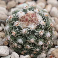 Image of Despain's Pincushion Cactus