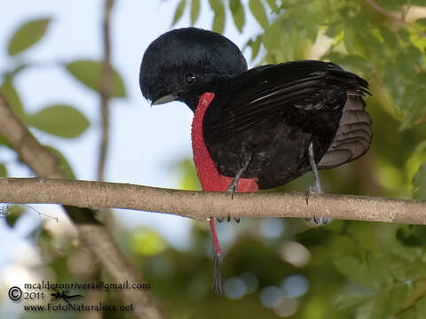 Image of Bare-necked Umbrellabird