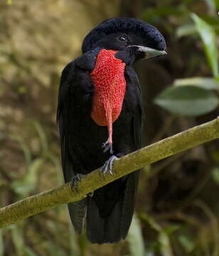 Image of Bare-necked Umbrellabird