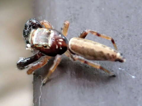 Image of Jumping spider