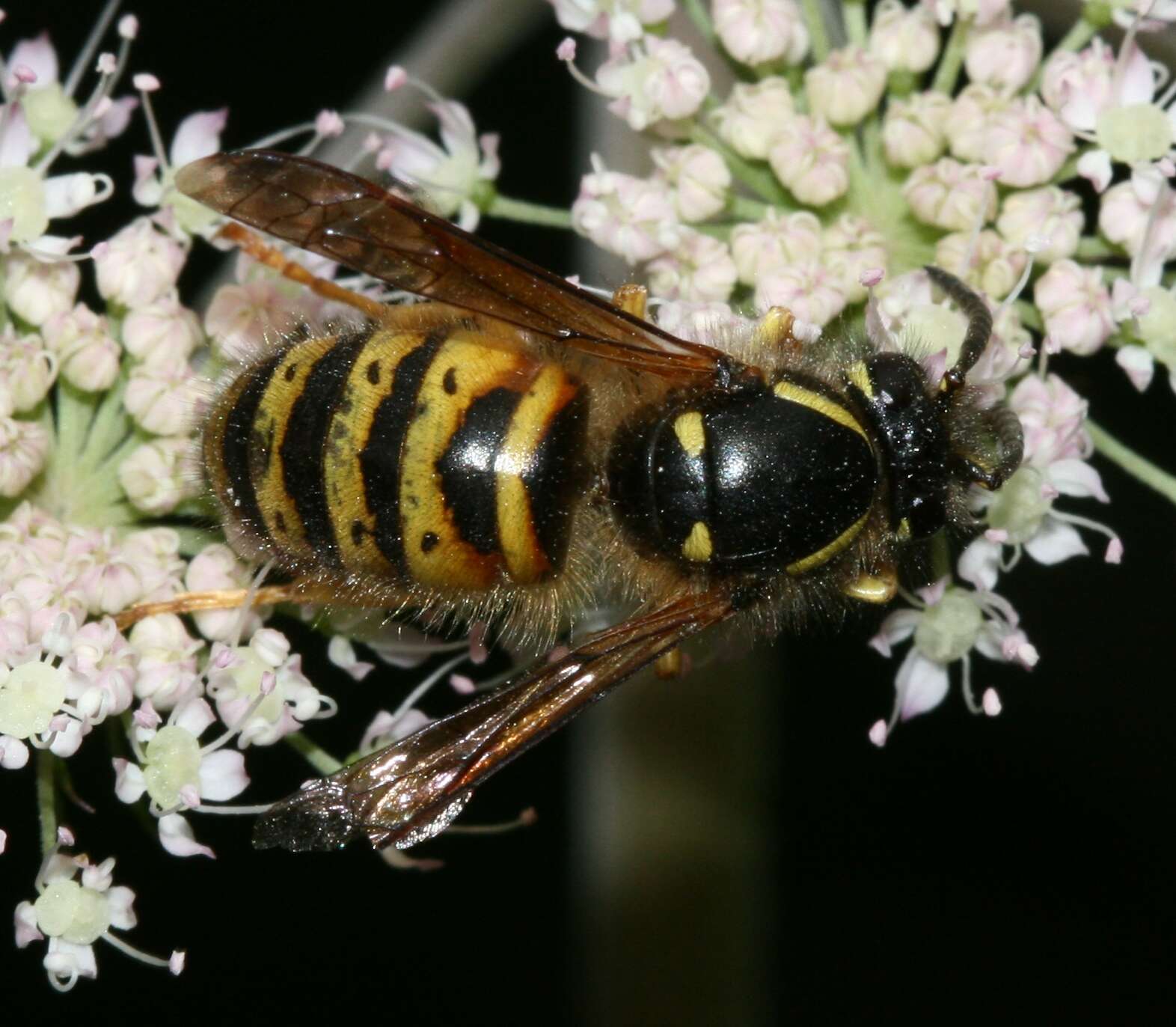 Image of Norwegian Wasp