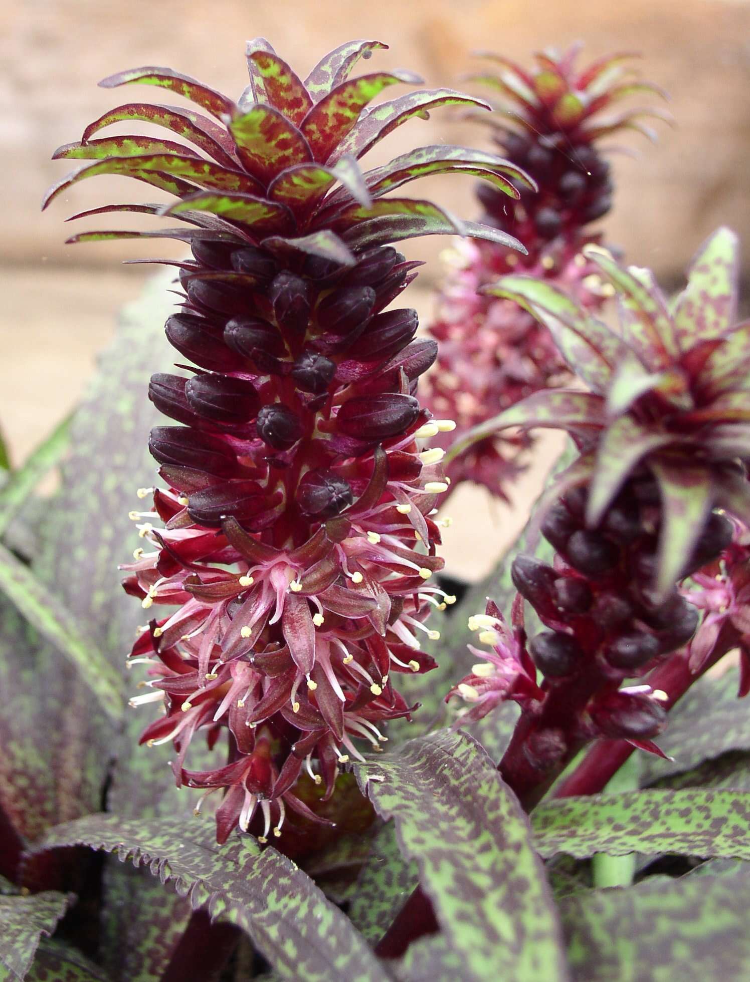 Image of Eucomis vandermerwei I. Verd.