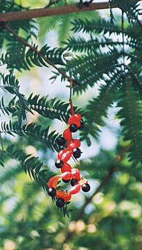 Image of wild tamarind