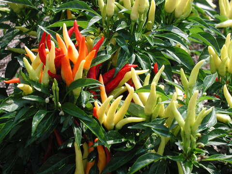 Image of cayenne pepper