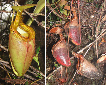 Слика од Nepenthes villosa Hook. fil.