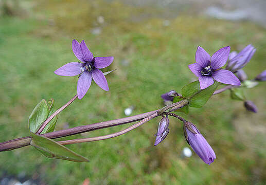 Image of Gentianella jamesonii (Hook.) Fabris