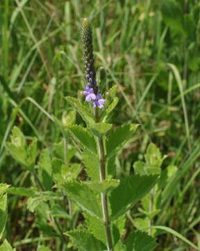 Image de Verbena stricta Vent.