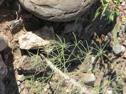 Image of Cleome angustifolia