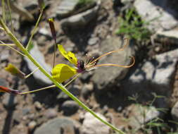 Image of Cleome angustifolia