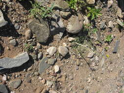 Image of Cleome angustifolia