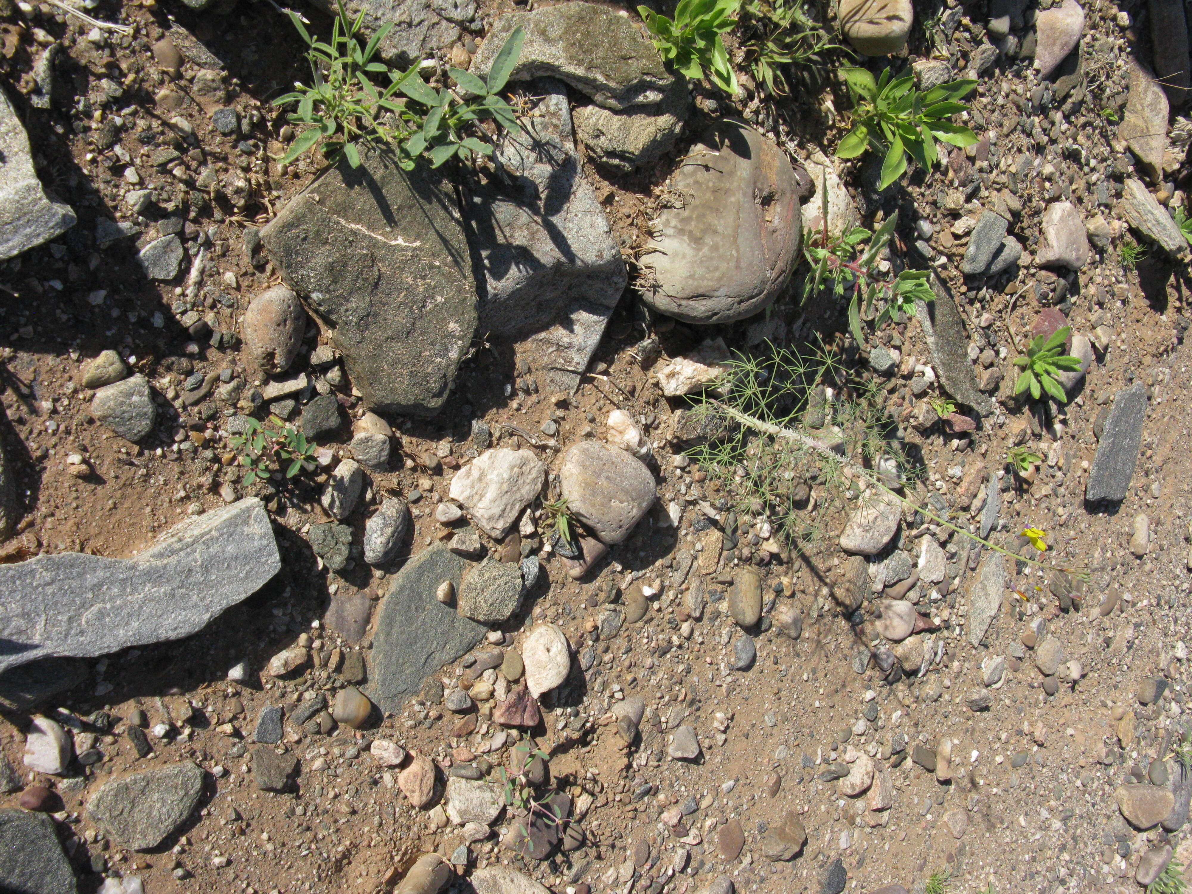 Image of Cleome angustifolia