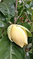 Image of Magnolia liliifera (L.) Baill.