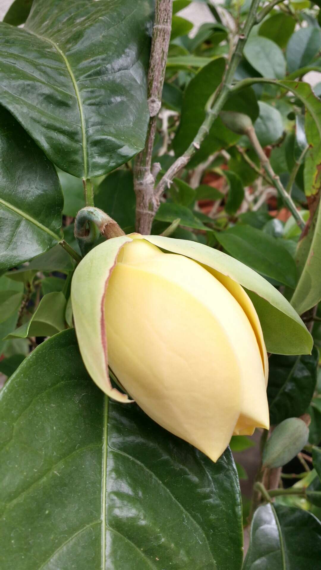 Image of Magnolia liliifera (L.) Baill.