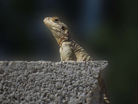 Image of Scortecci's Agama