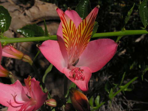 Image of Alstroemeria ligtu L.