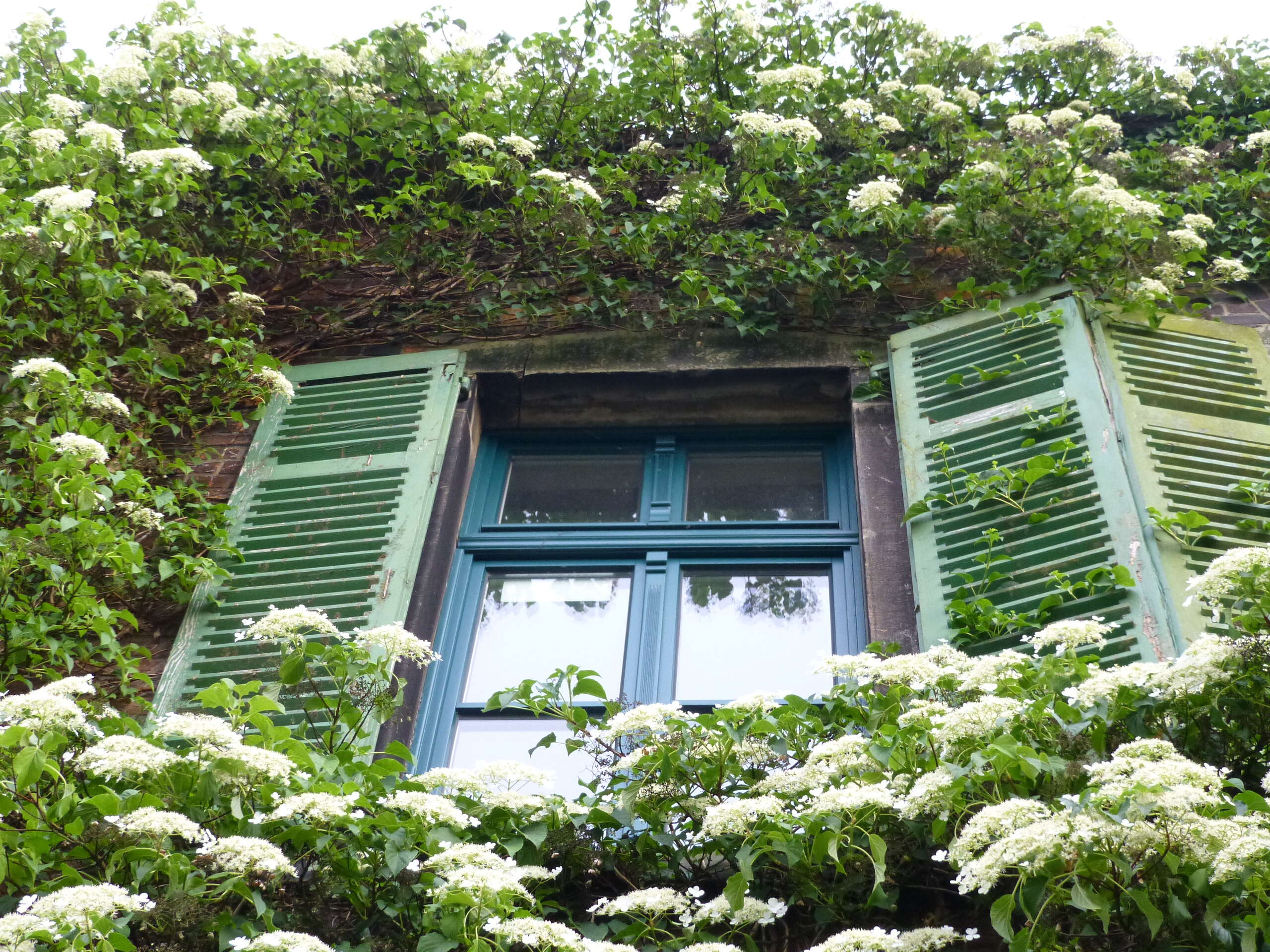 Image of Japanese climbing hydrangea