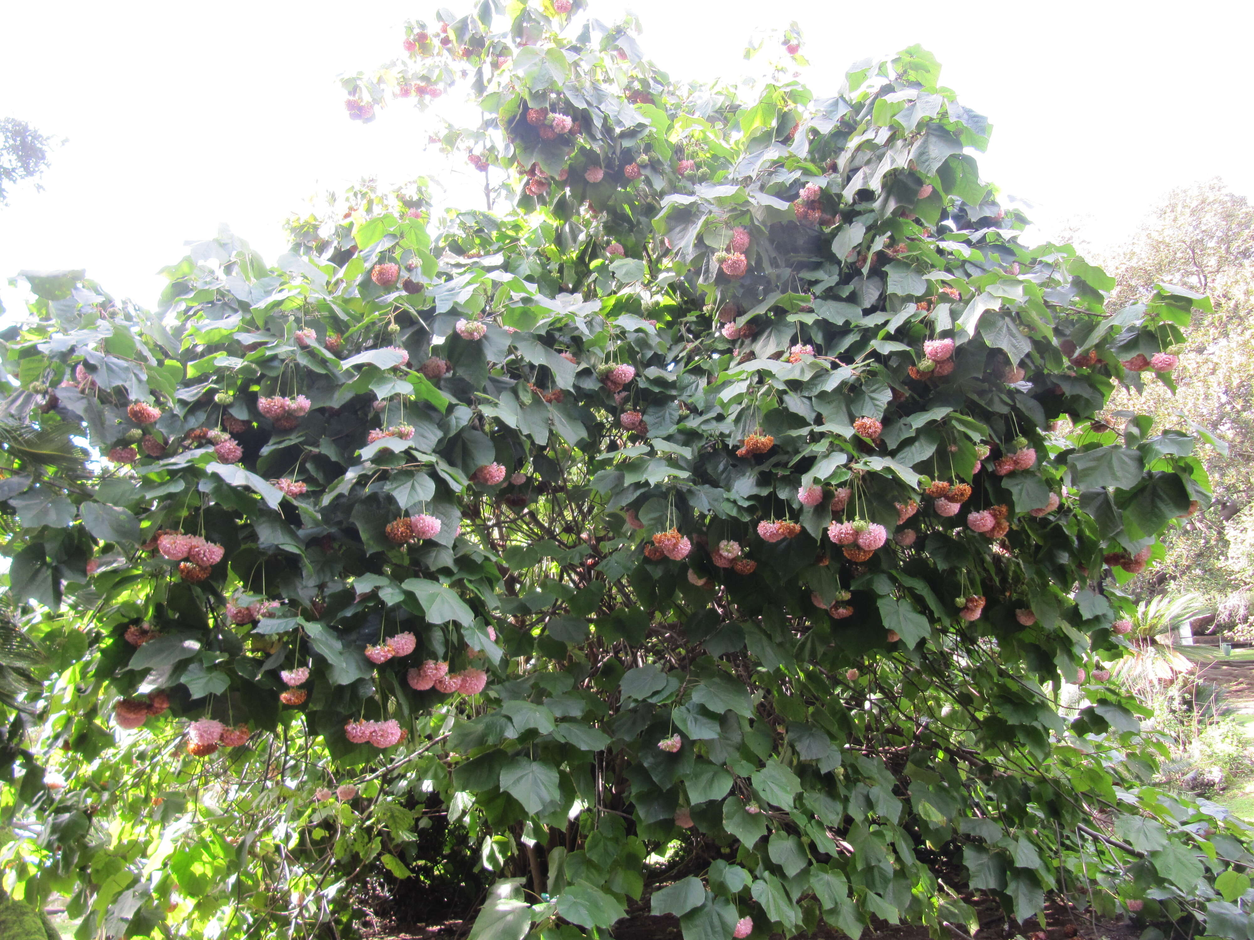 Image of Dombeya