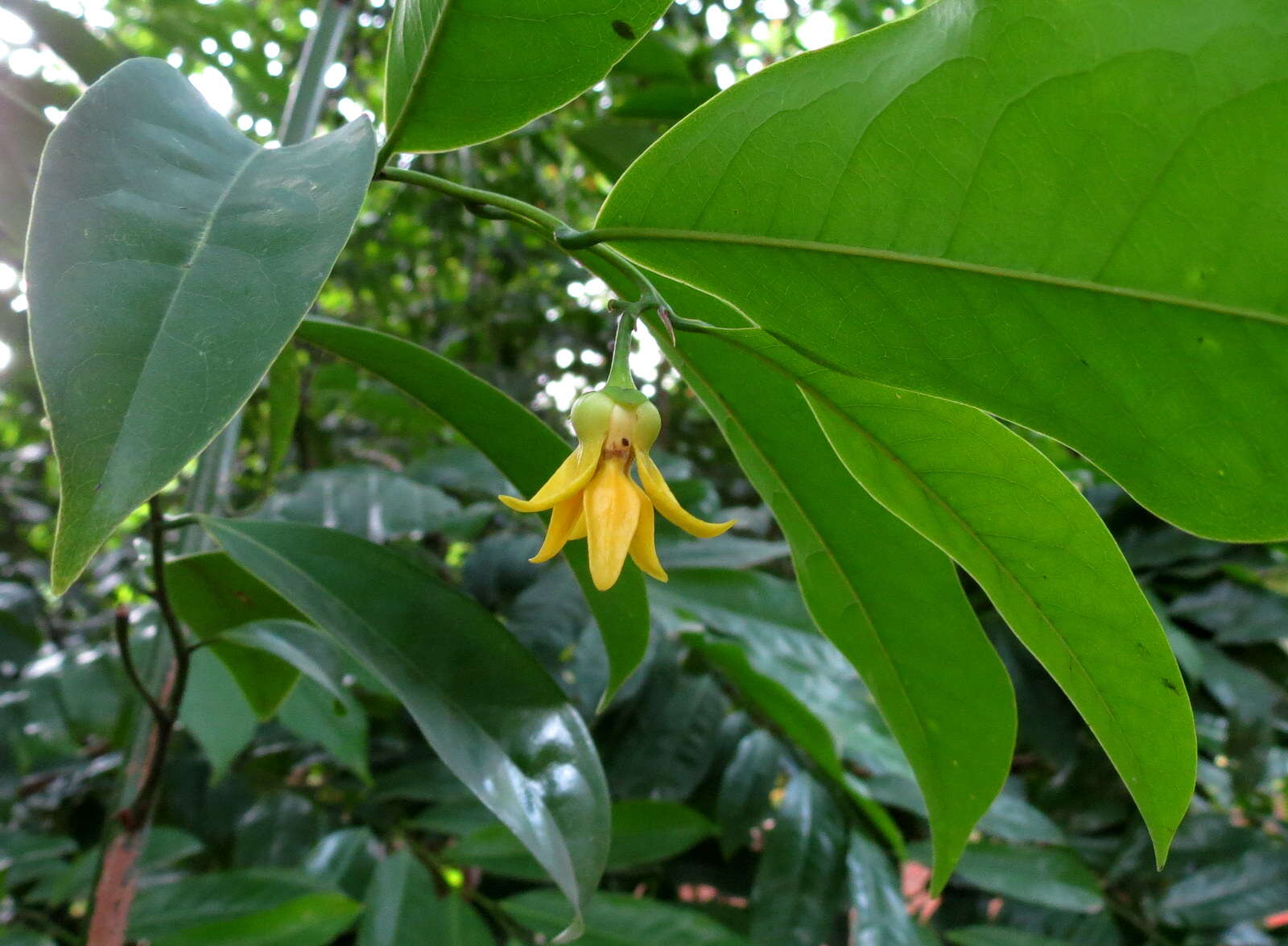 Image of climbing ilang-ilang