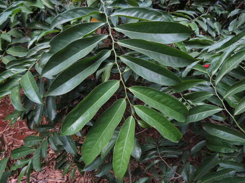 Image of climbing ilang-ilang