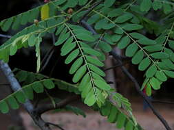 Cassia roxburghii DC. resmi