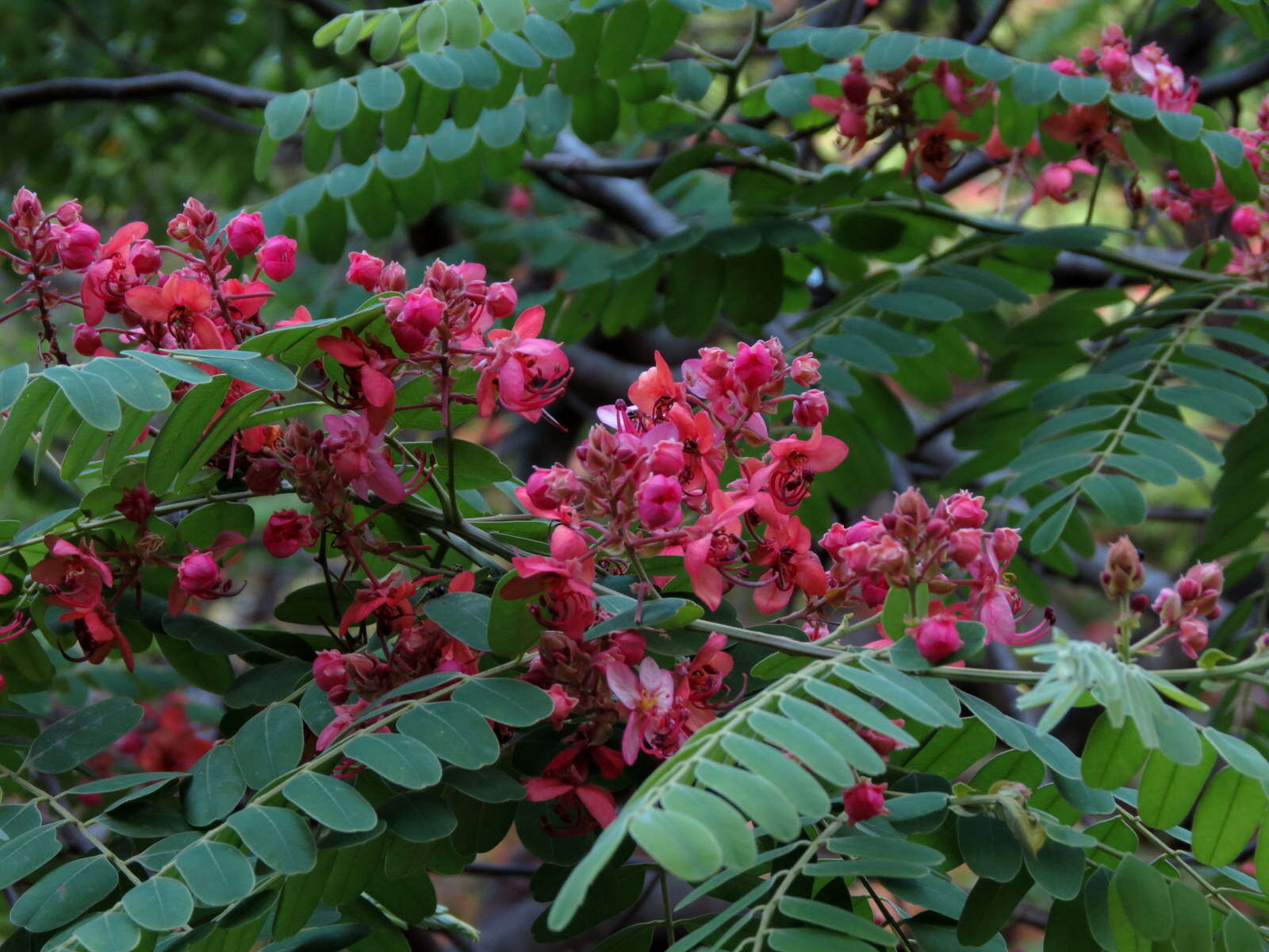 Image of Roxburgh's cassia