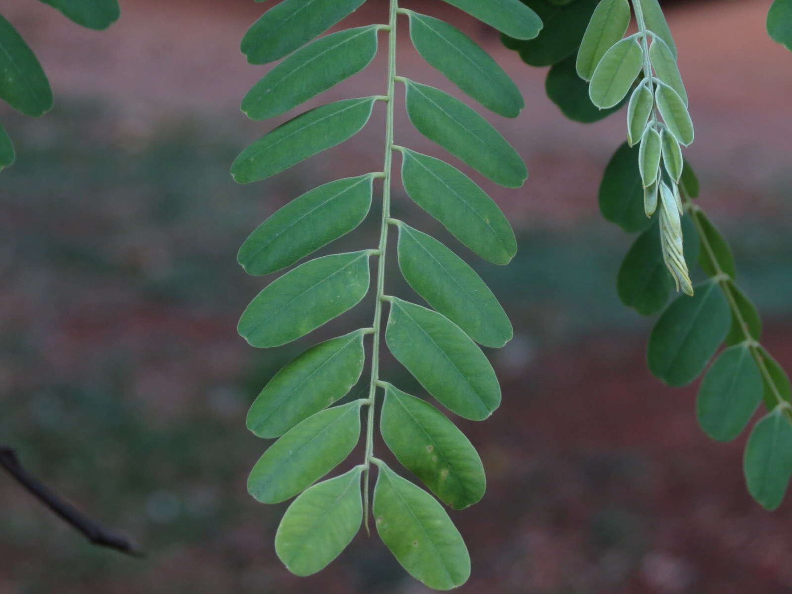 Image of Roxburgh's cassia