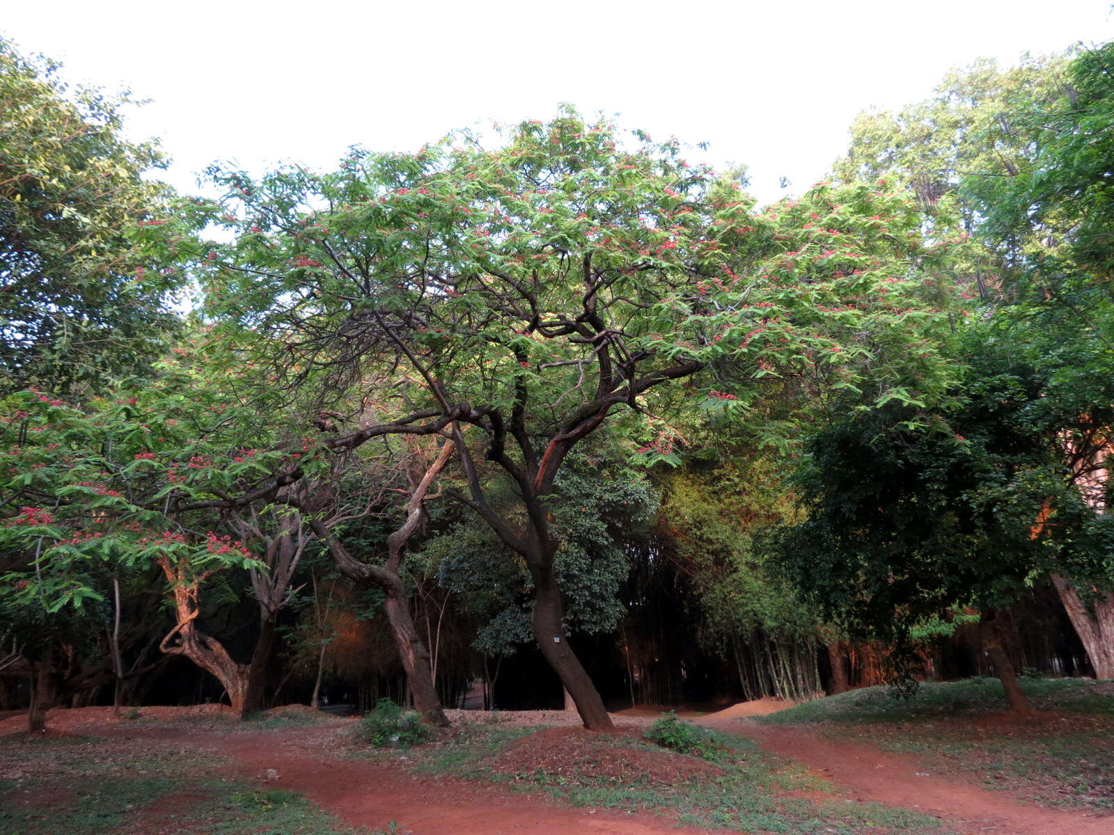 Image of Roxburgh's cassia