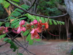 Cassia roxburghii DC. resmi