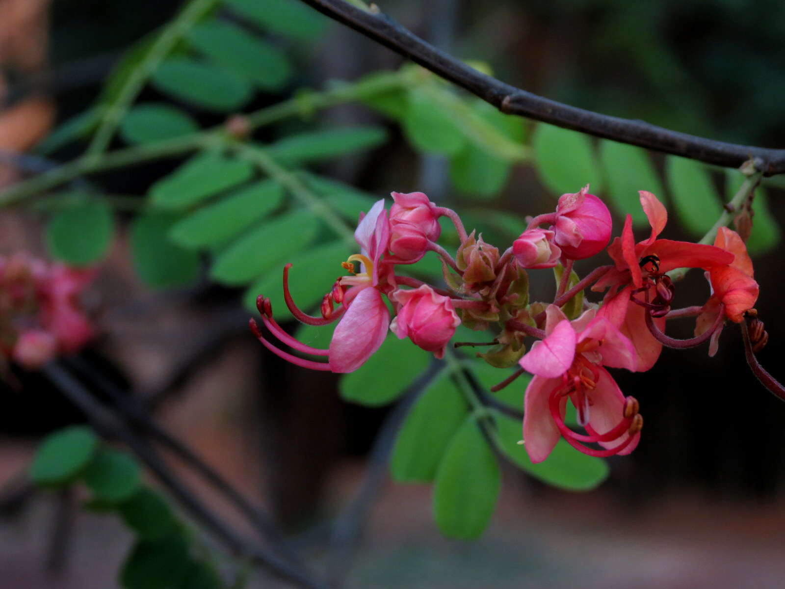 Image of Roxburgh's cassia