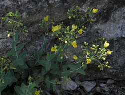 Image of Hypericum lanuginosum Lam.