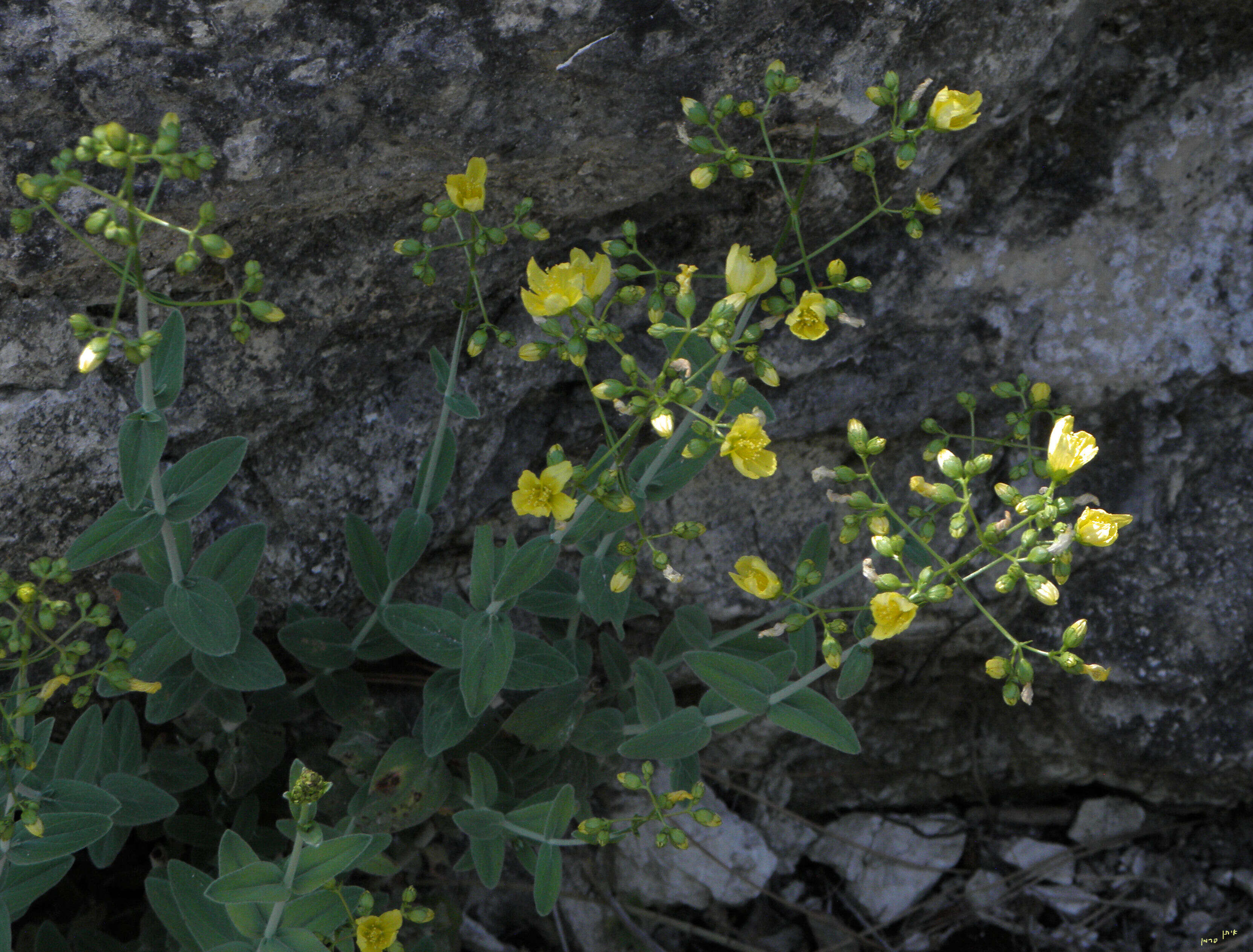 Image of Hypericum lanuginosum Lam.