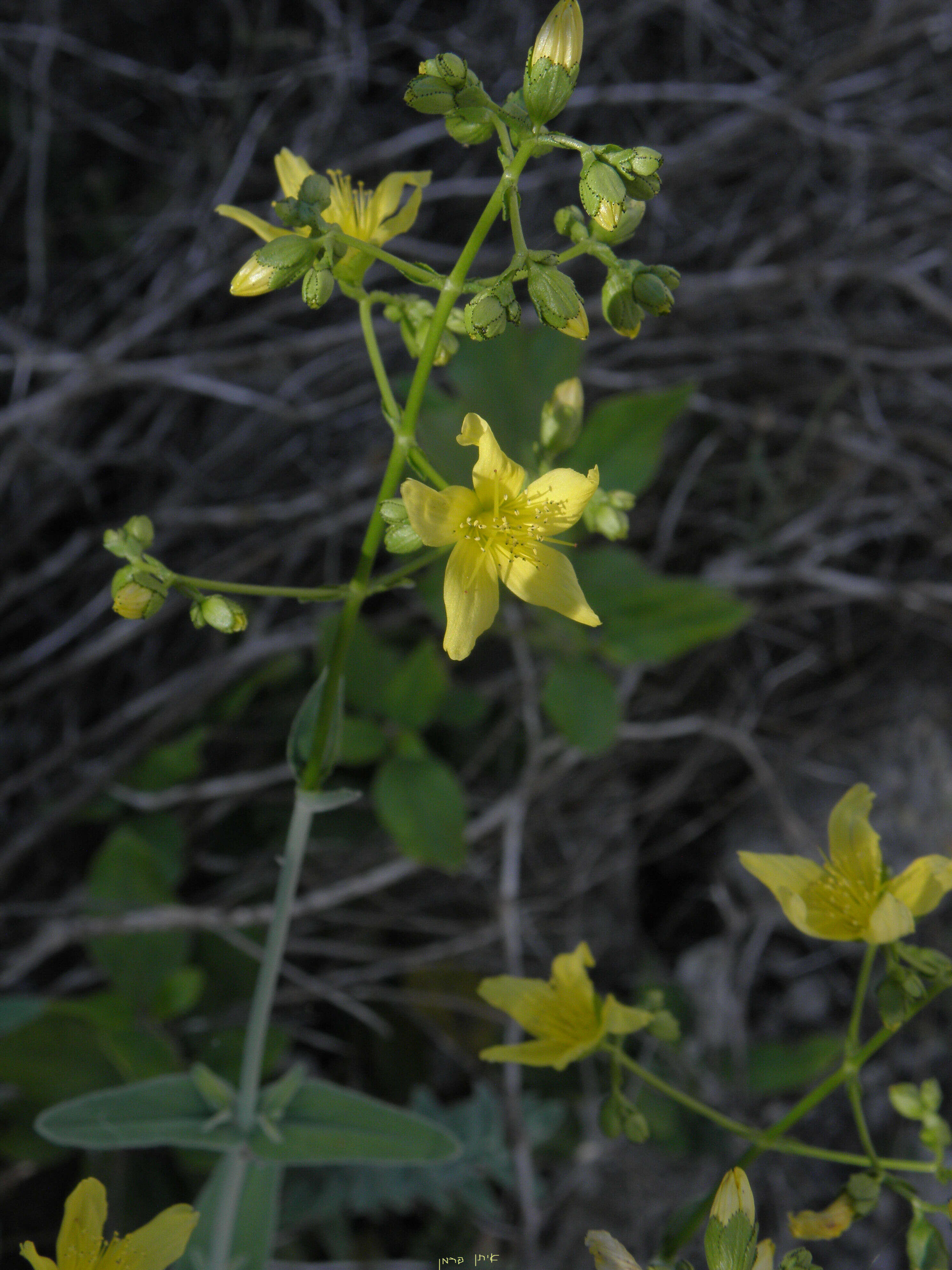 Image of Hypericum lanuginosum Lam.