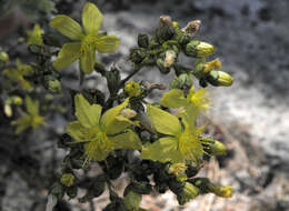 Image of Hypericum lanuginosum Lam.