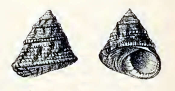 Image of Clanculus scabrosus (Philippi 1850)