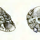 Image of Clanculus scabrosus (Philippi 1850)