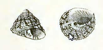 Image of Clanculus scabrosus (Philippi 1850)