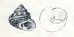 Image of Clanculus thomasi Crosse 1862
