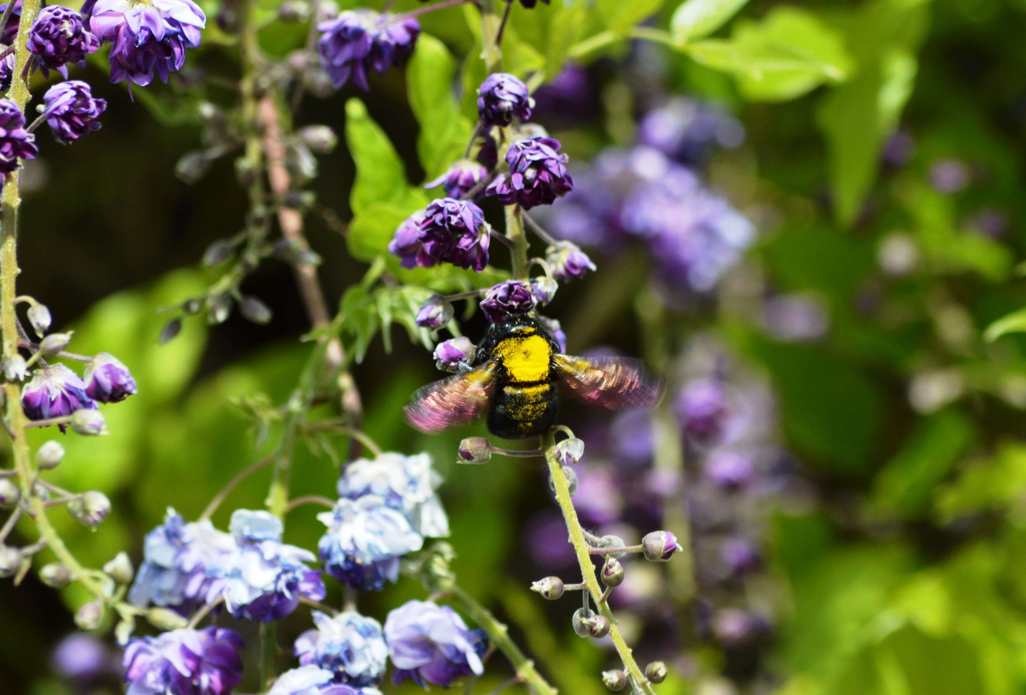 Plancia ëd Xylocopa varipuncta Patton 1879