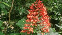 Imagem de Clerodendrum paniculatum L.