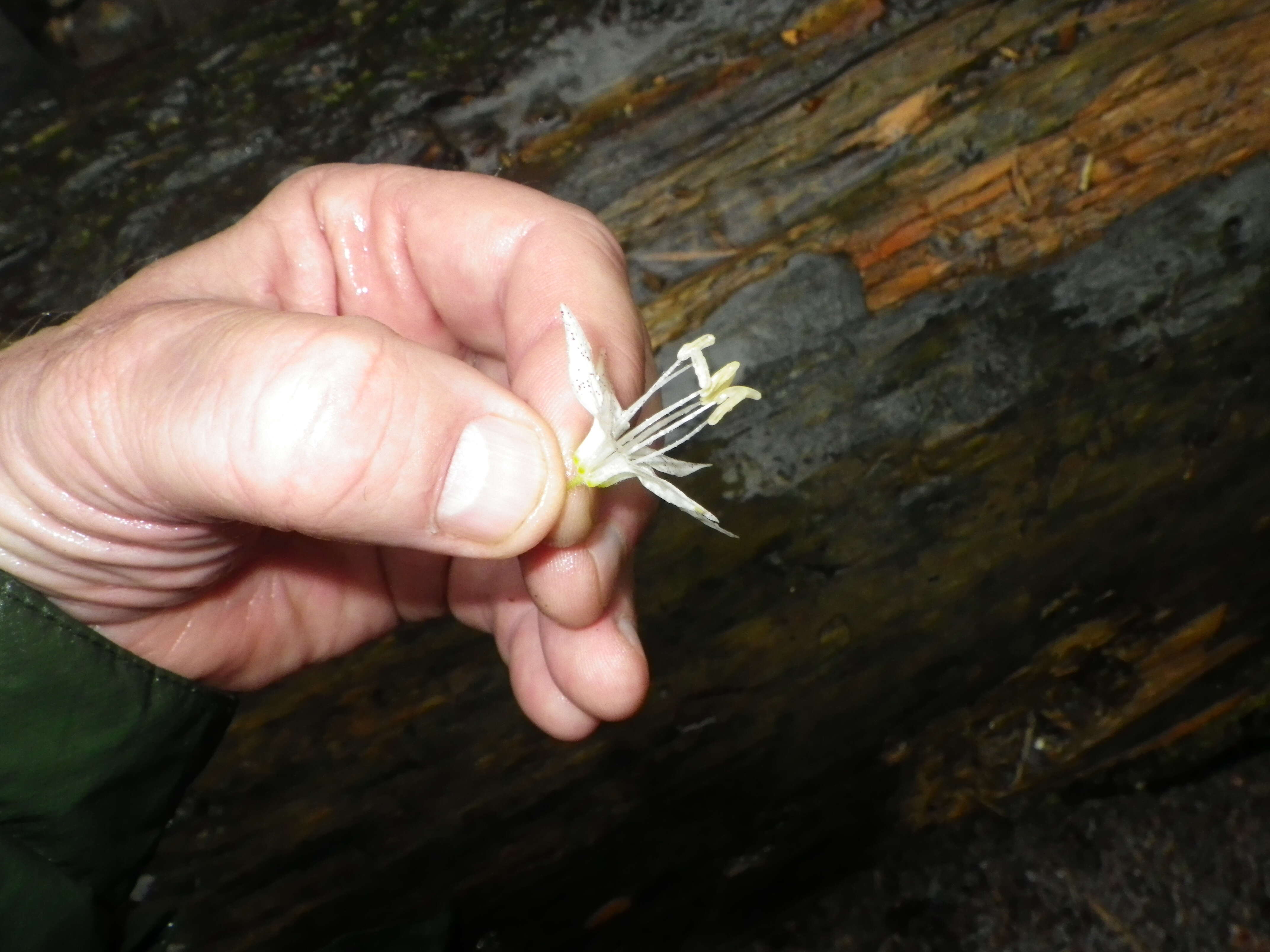 Prosartes maculata (Buckley) A. Gray的圖片