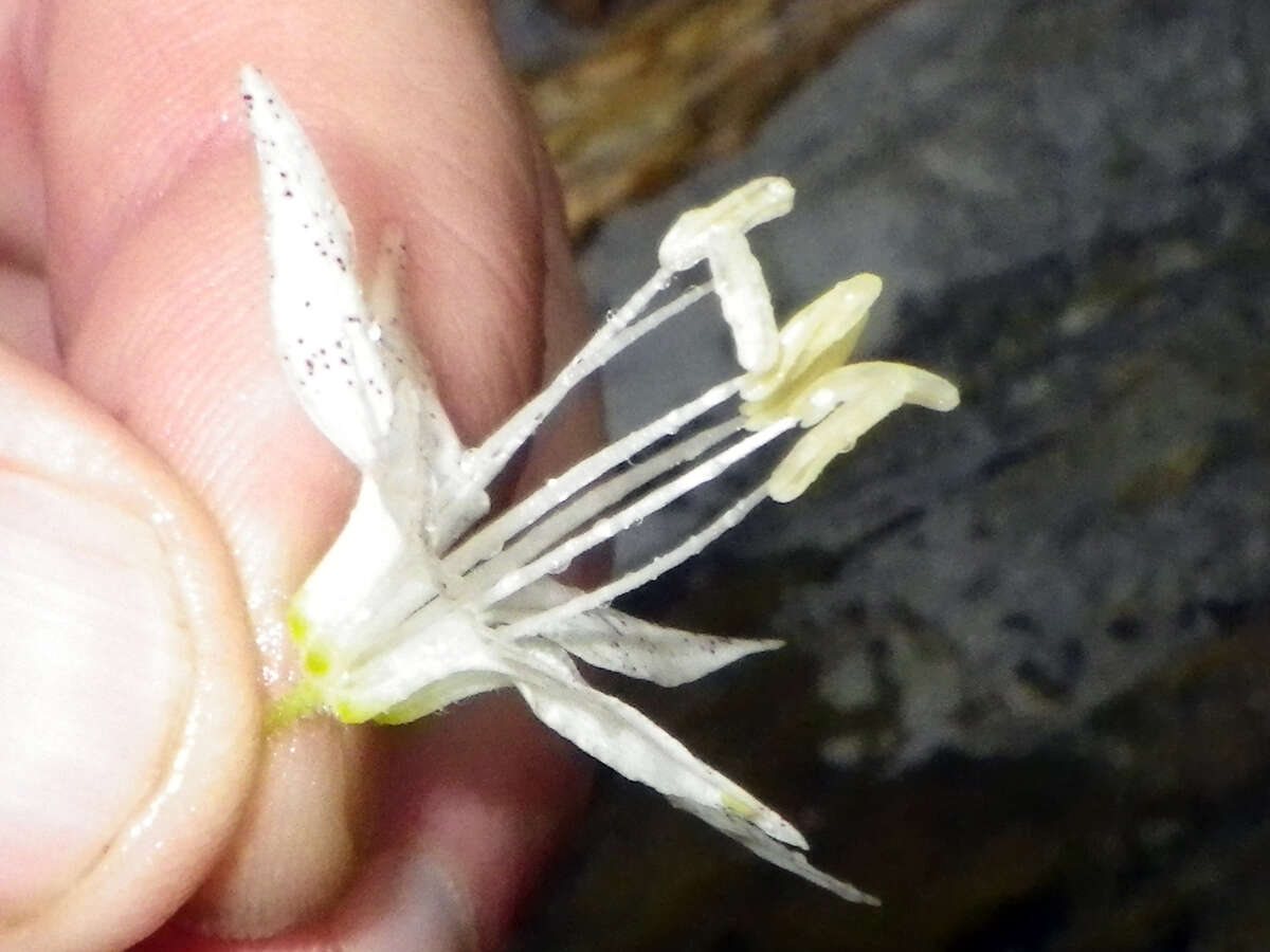 Prosartes maculata (Buckley) A. Gray的圖片