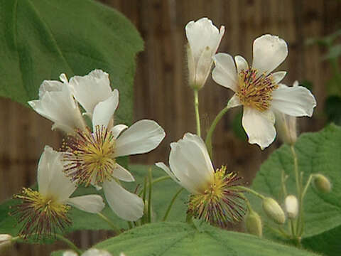 Sivun Sparrmannia africana L. fil. kuva