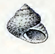 Image de Clanculus tonnerrei (G. Nevill & H. Nevill 1874)