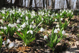 Image of Galanthus plicatus M. Bieb.