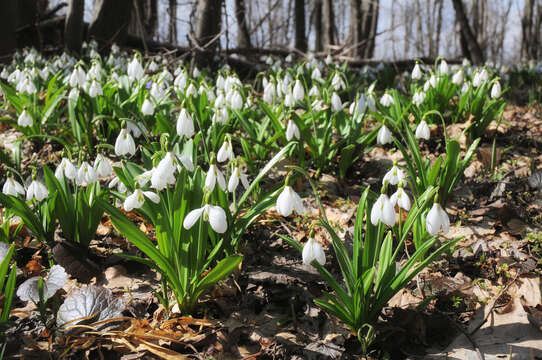 Image of Galanthus plicatus M. Bieb.