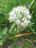 Image of Allium fasciculatum Rendle