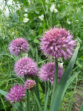 Image of Allium carolinianum Redouté