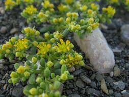 Image of Tetraena simplex (L.) Beier & Thulin