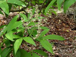 Image of Vitex altissima L. fil.