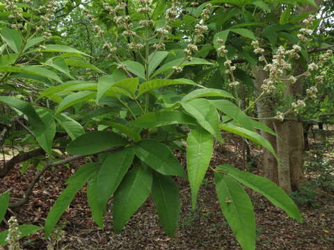 Image of Vitex altissima L. fil.